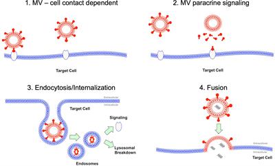 Microvesicle-Mediated Communication Within the Alveolar Space: Mechanisms of Uptake by Epithelial Cells and Alveolar Macrophages